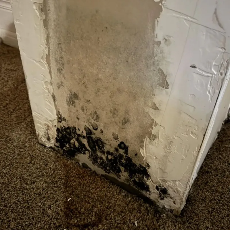 Professional Mold Removal in Smyrna, TN